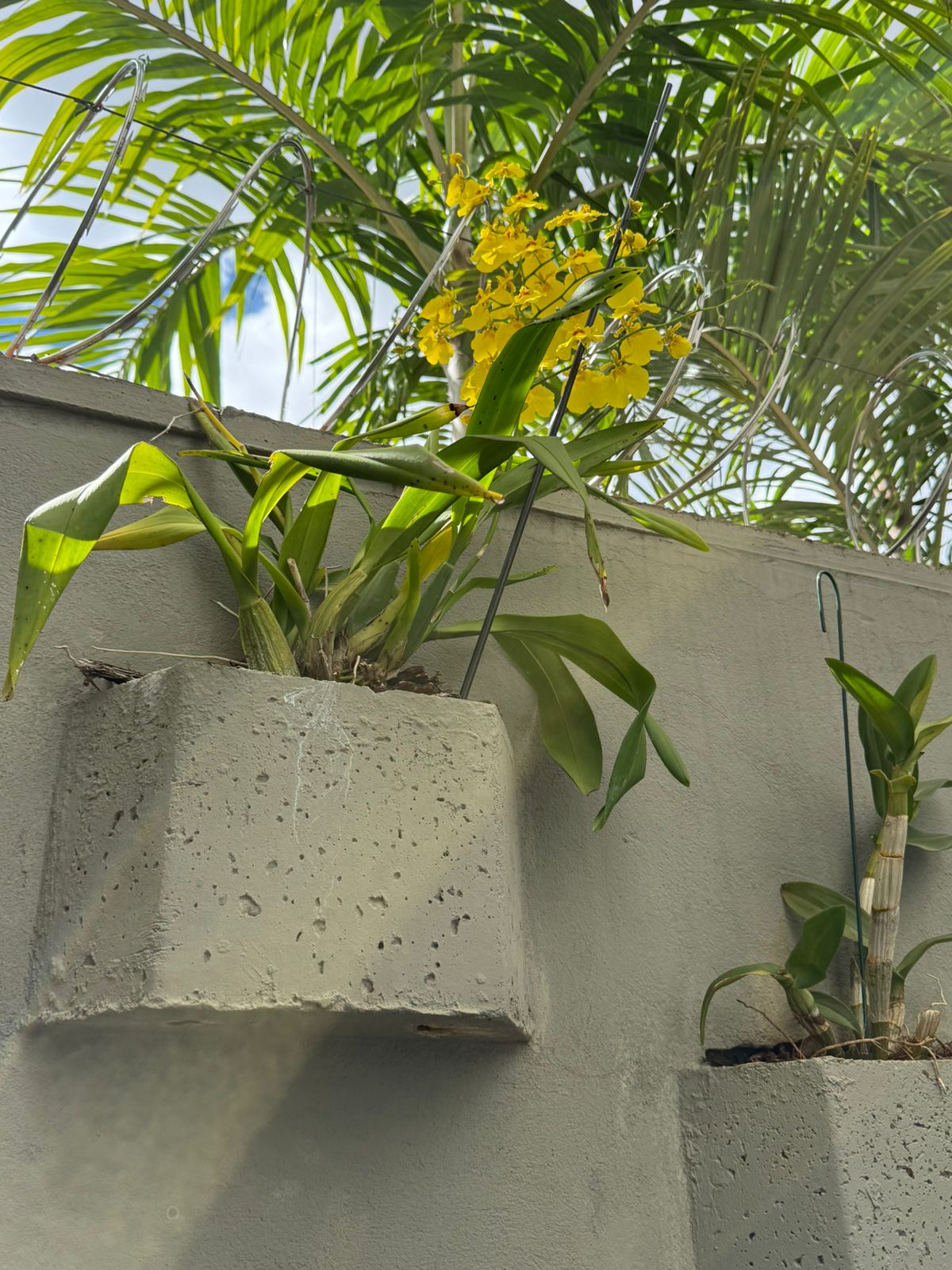 jardim terapêutico e Terapia ao Ar Livre