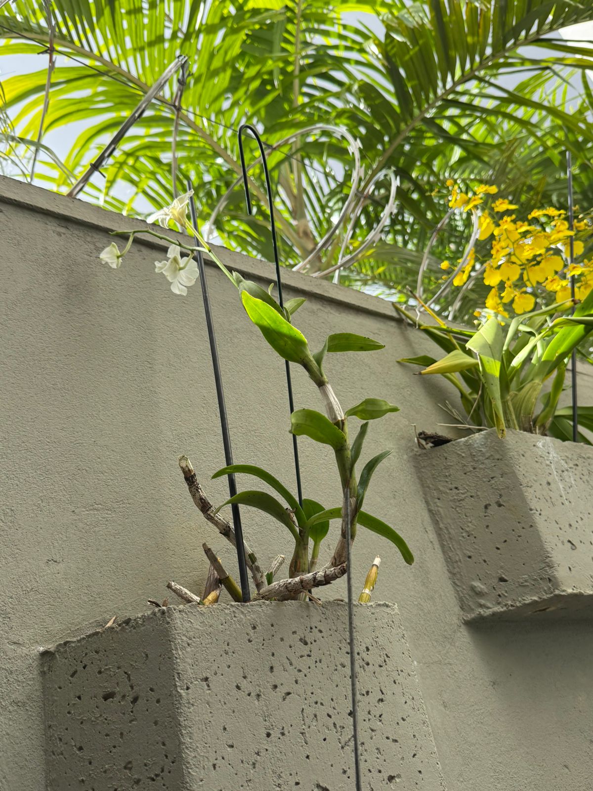 Área Externa e Terapia ao Ar Livre